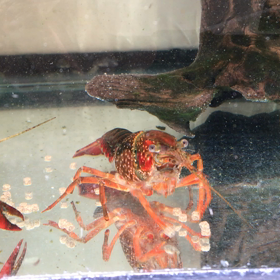 滑って滑って捕れないの画像