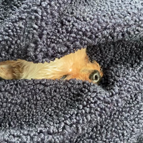 着いたよーの画像