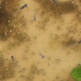 めだか飼育の画像