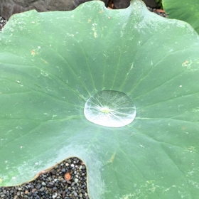 ⁂「つゆのごとくに」坂村真民の画像