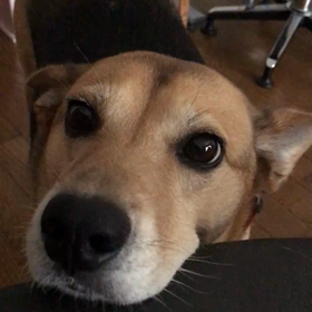 愛犬の散歩催促❣️の画像