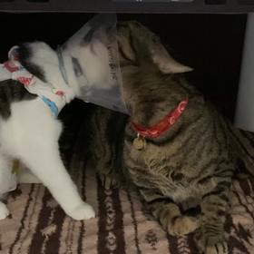 顔を綺麗にしてとせがむ姫！の画像