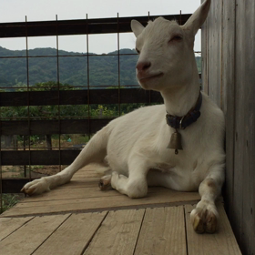 今日は長めの和平の動画一本です。の画像