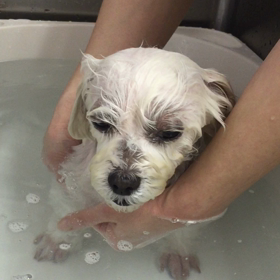 ぷりんちゃん♡の画像