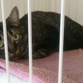 ビビりんご【動画編】の画像