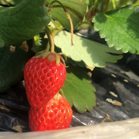 苺の花と蜜蜂の画像