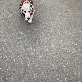 ウォーキングを始めました。の画像