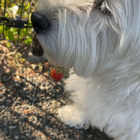 ワイルドだろぉ〜の画像