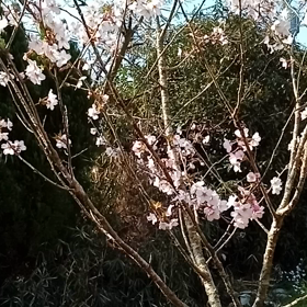 自宅で　お花見です(. ❛ ᴗ ❛.)の画像