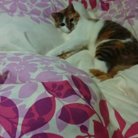 花ちゃんのじゃれ方って…？の画像