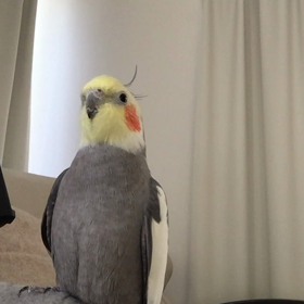 もーちゃんの歌うはとぽっぽの画像