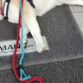 まだ未来丸の心を読み切れていない飼い主、暑さが増しても、ゆっくりであれば１時間3〜4kmの散歩はの画像