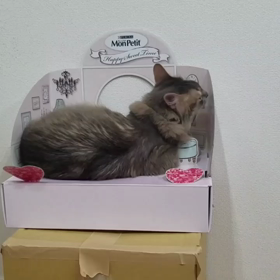 遊んでアピール?パート２の画像