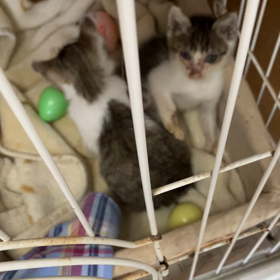 はなちゃんそうちゃん闘病記の画像