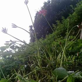 すぎぴたんの事件簿シーズン２　７話 の画像