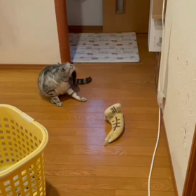 今じゃニャ～いの画像