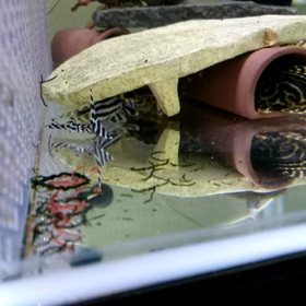 インペさんの画像