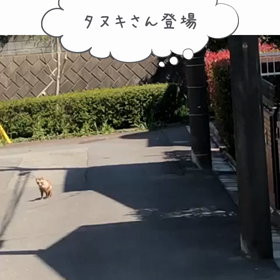 真昼間に狸が登場の画像