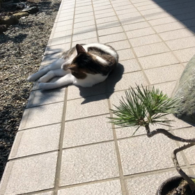 コロナ離婚回避を終了！の画像