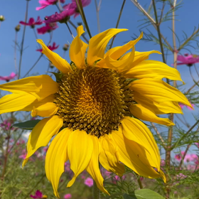 ♪╰(*´︶`*)╯の画像