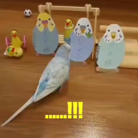 ワールドカップ予想❤️インコの画像