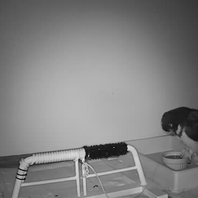 まりもの水浴び(笑)の画像