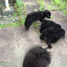 放牧動画〜♪の画像