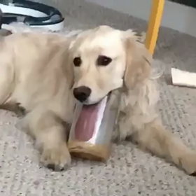 自慢の長いベロの画像