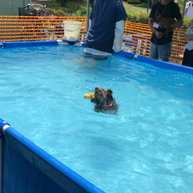 犬プール*\(^o^)/*の画像