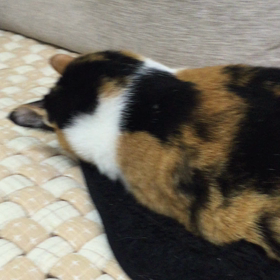 【動画】突っ伏し寝をするみけ。の画像