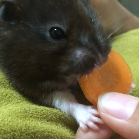 お口パンパンの画像