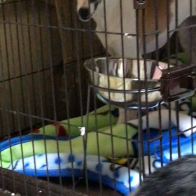 母しゃんこれなんでしゅか？の画像