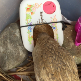 怒るピイちゃんの画像