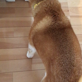 おしゃべりはなさん☆の画像