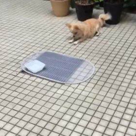 アリ（笑）の画像