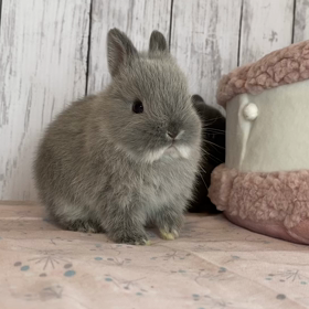 いつのまにかこんなに成長〜の画像