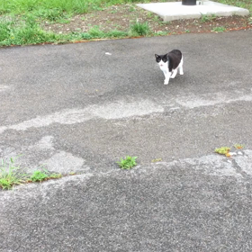 ニャンコ先生。の画像