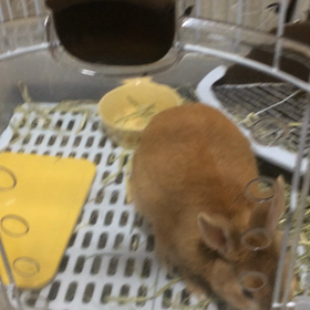 うさちゃんblog⑧  【凄ワザ！】の画像