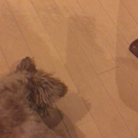 何をやっても可愛いね〜の画像