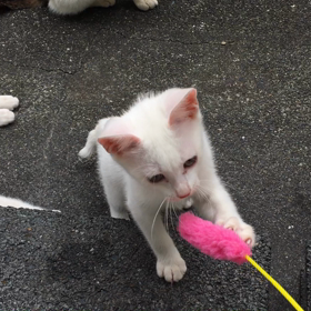 今日の子にゃんこ達の画像