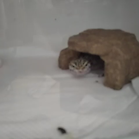 可愛いヒョウモントカゲモドキの画像