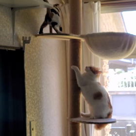 じゃれてる？けんかしてる？の画像