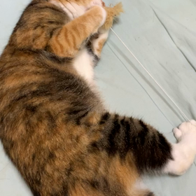 娘が本当に猫だった問題の画像