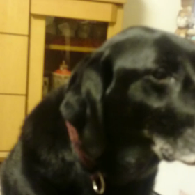 ガンバったんだからの画像