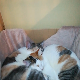 呆れられてきた！の画像