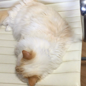 新しい椅子なの！の画像