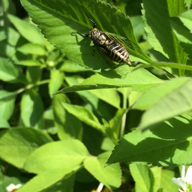 イワサキクサゼミ。の画像