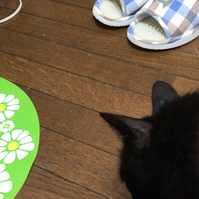 子猫を運んでますの画像