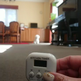 てんちゃんの３分間待てチャレンジ！の画像