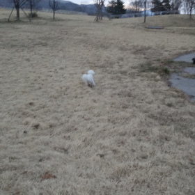 今日のはなちゃん263、モモちゃん219の画像